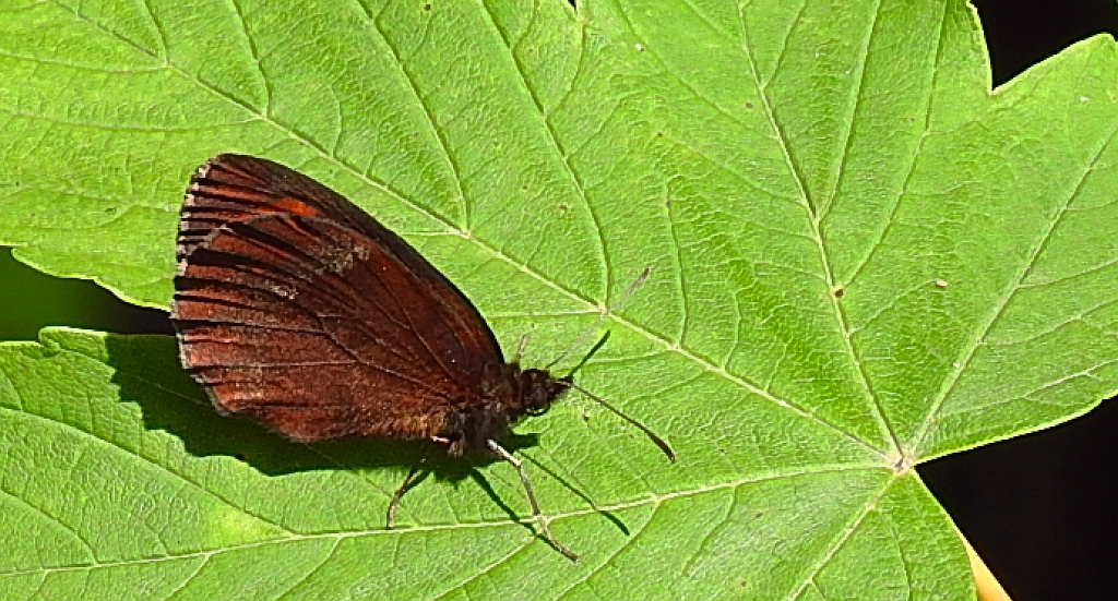 Górówka medea (Erebia aethiops)
