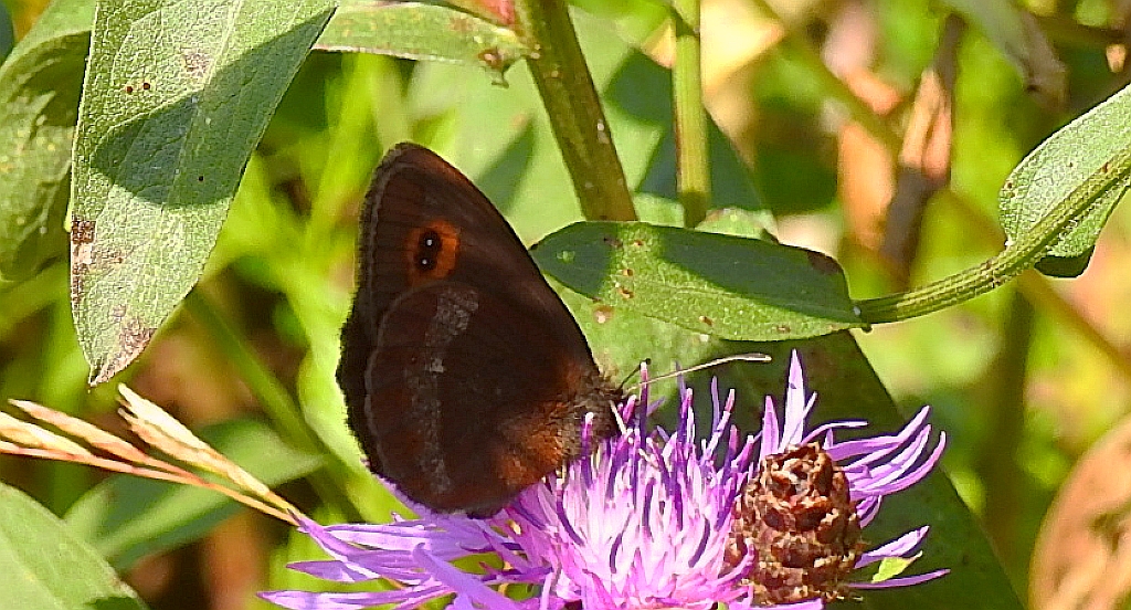 Górówka medea (Erebia aethiops)