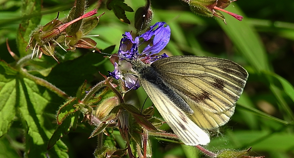 Bielinek bryonie (Pieris bryoniae)