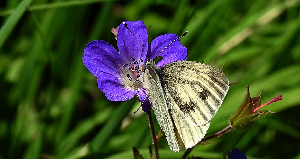 Bielinek bryonie (Pieris bryoniae)