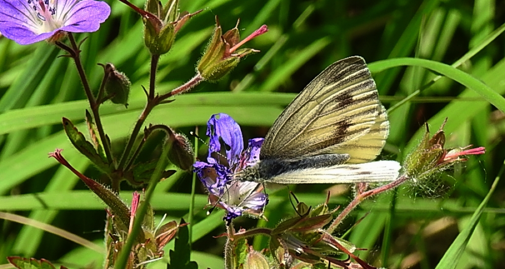 Bielinek bryonie (Pieris bryoniae)