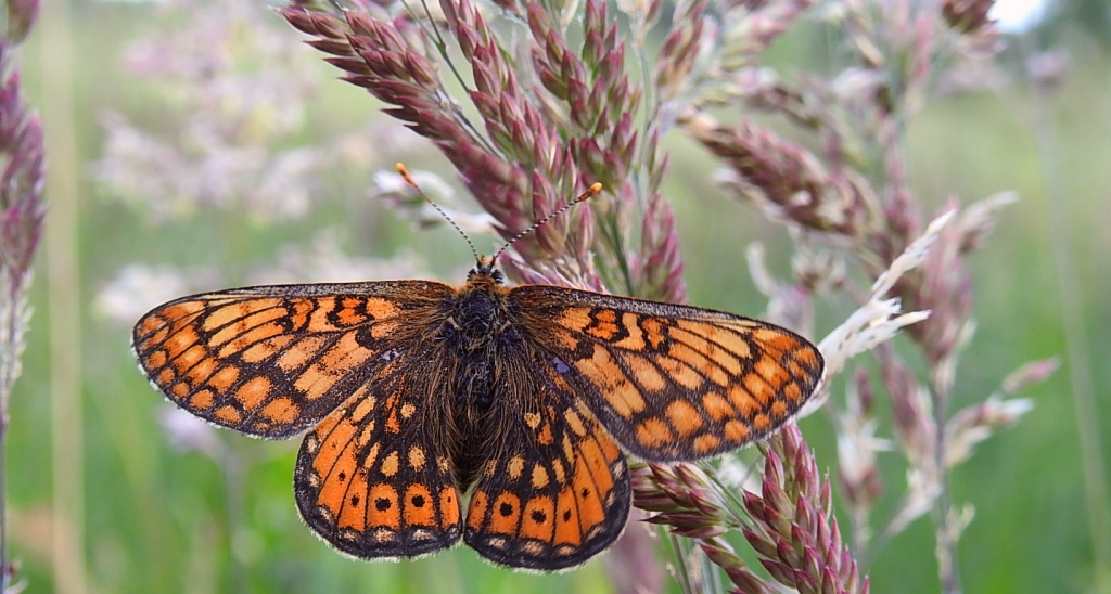 Przeplatka aurinia (Euphydryas aurinia)