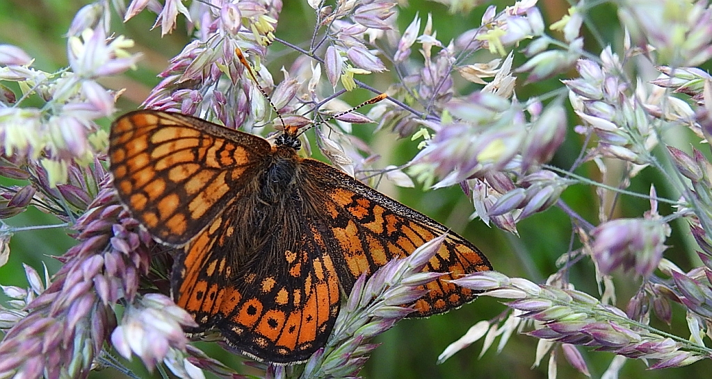 Przeplatka aurinia (Euphydryas aurinia)