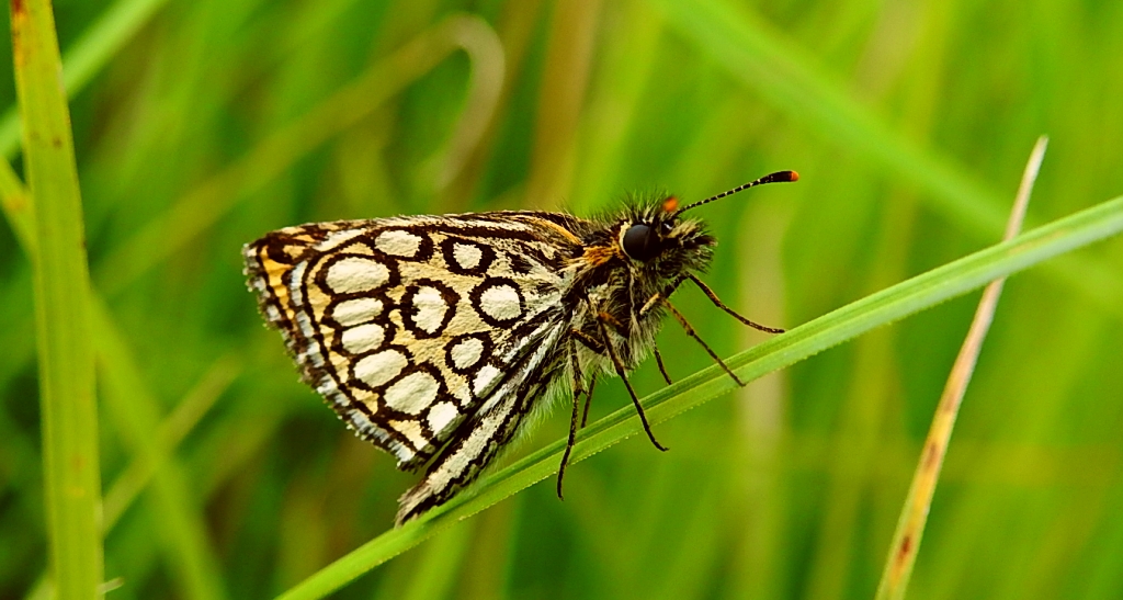 Rojnik morfeusz (Heteropterus morpheus)