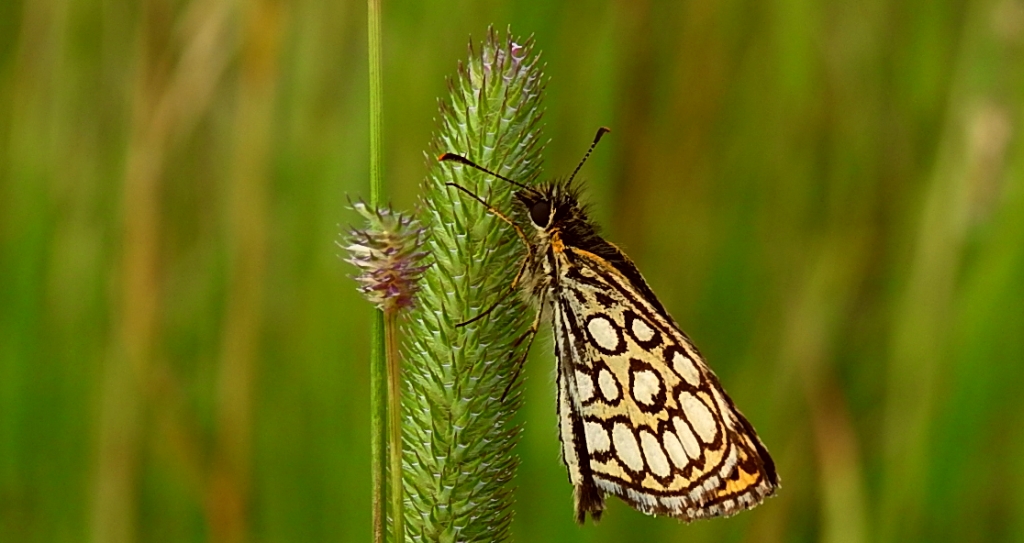 Rojnik morfeusz (Heteropterus morpheus)