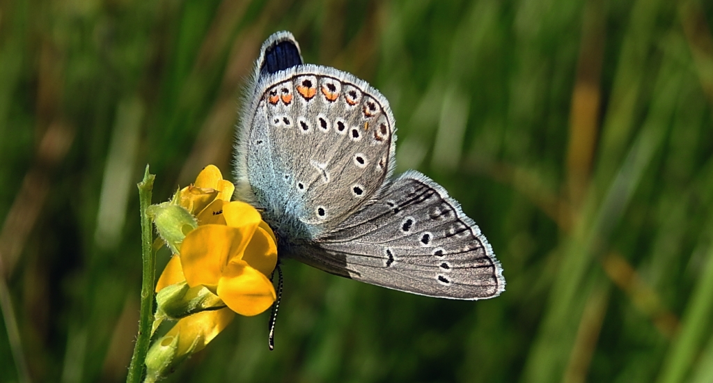 Modraszek amandus (Polyommatus amandus)