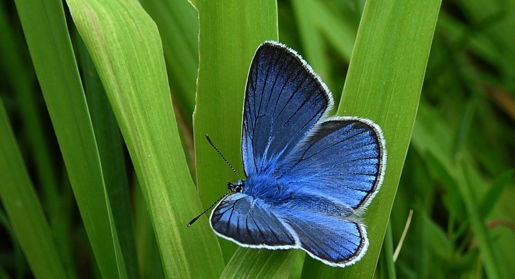 Modraszek amandus (Polyommatus amandus)