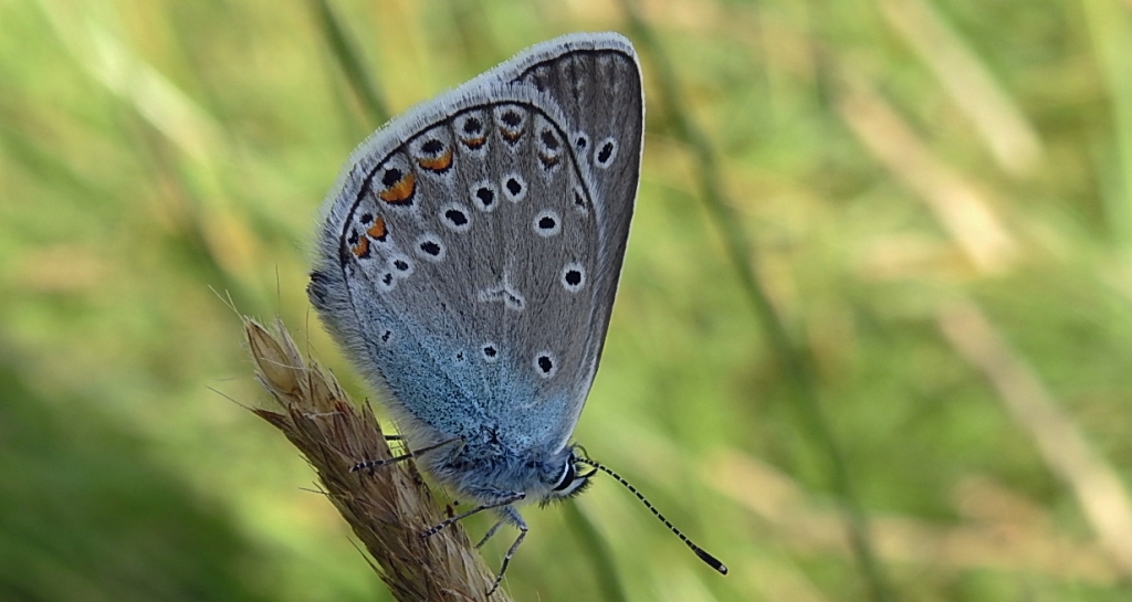 Modraszek amandus (Polyommatus amandus)