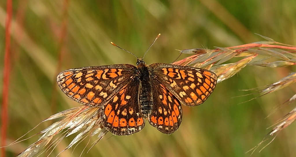 Przeplatka aurinia (Euphydryas aurinia)