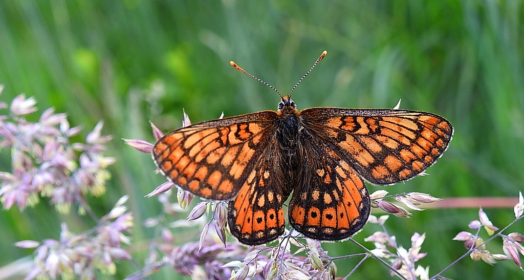 Przeplatka aurinia (Euphydryas aurinia)