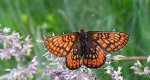 Przeplatka aurinia (Euphydryas aurinia)