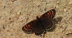 Przeplatka britomartis (Melitaea britomartis)
