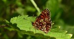 Przeplatka britomartis (Melitaea britomartis)