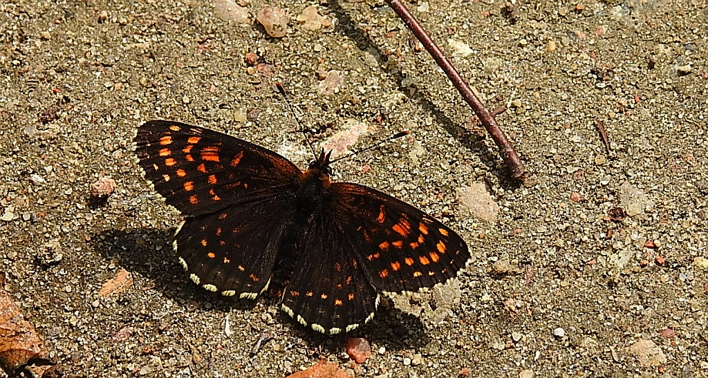 Przeplatka britomartis (Melitaea britomartis)