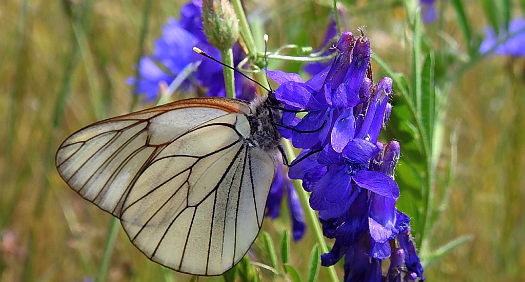 Niestrzęp głogowiec (Aporia crataegi)
