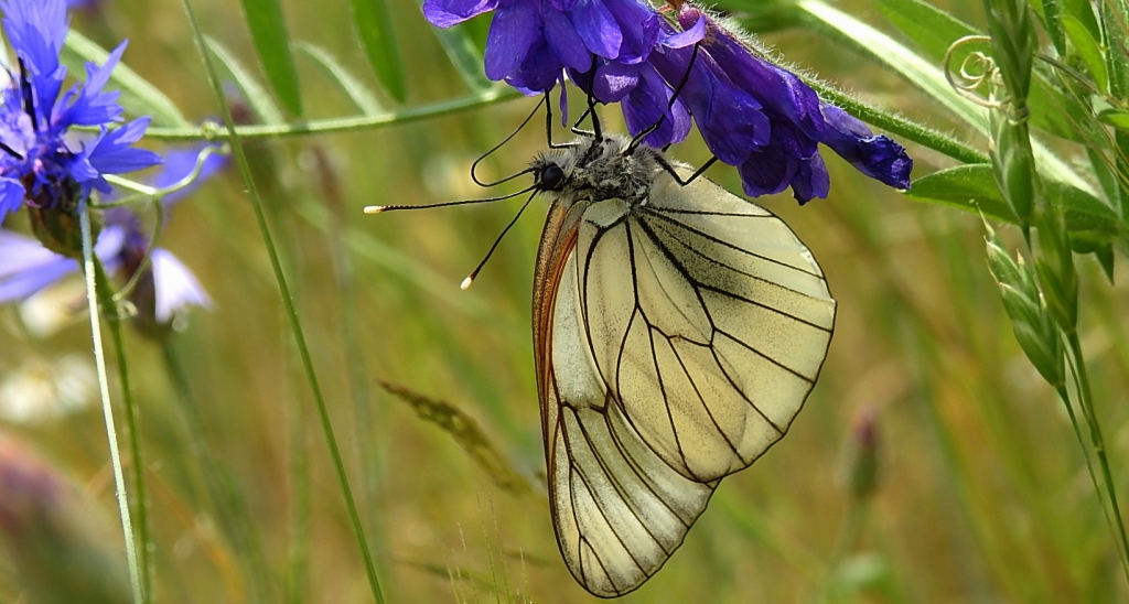 Niestrzęp głogowiec (Aporia crataegi)