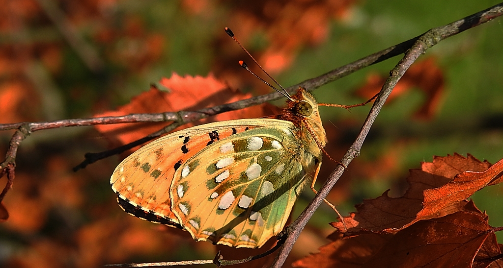 Dostojka aglaja, perłowiec aglaja, (Argynnis aglaja)