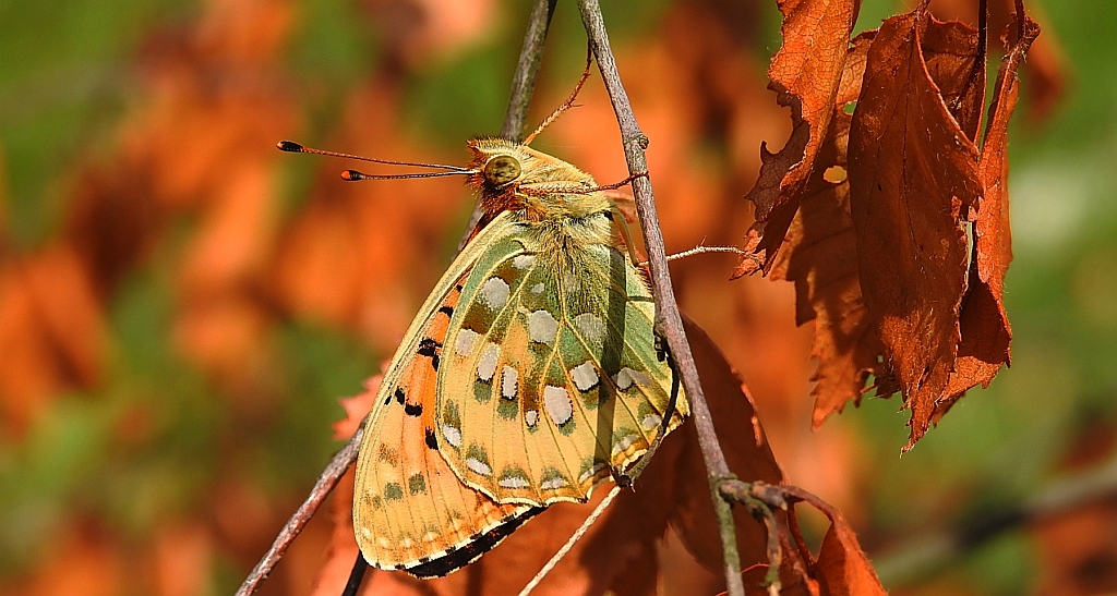 Dostojka aglaja, perłowiec aglaja, (Argynnis aglaja)