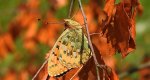 Dostojka aglaja, perłowiec aglaja, (Argynnis aglaja)