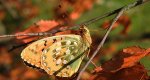 Dostojka aglaja, perłowiec aglaja, (Argynnis aglaja)