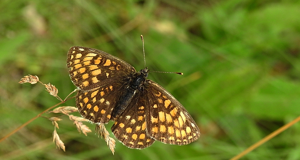 Przeplatka atalia (Melitaea athalia)
