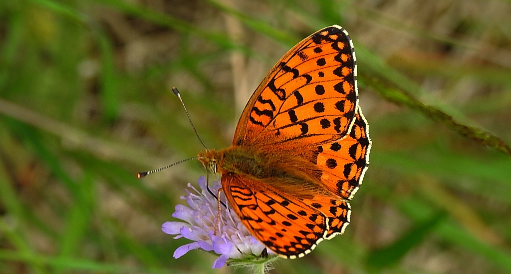 Dostojka aglaja, perłowiec aglaja, (Argynnis aglaja)