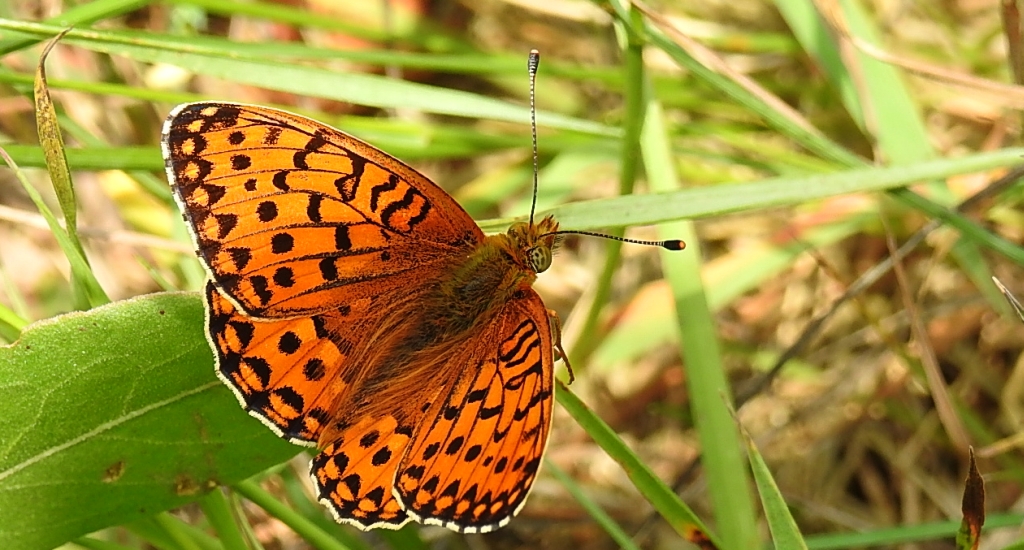 Dostojka aglaja, perłowiec aglaja, (Argynnis aglaja)