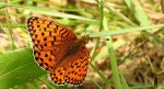 Dostojka aglaja, perłowiec aglaja, (Argynnis aglaja)