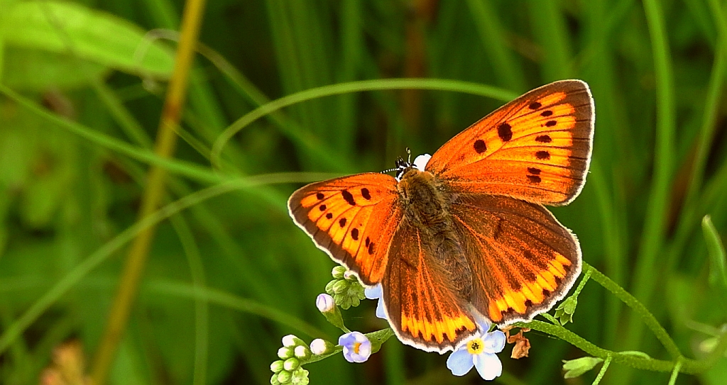 Czerwończyk nieparek, czerwończyk większy (Lycaena dispar)