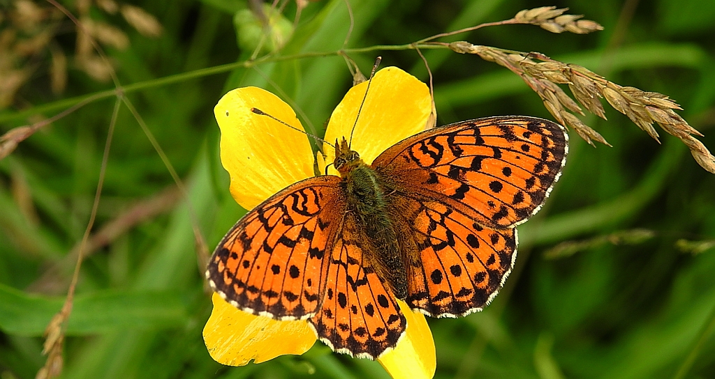 Dostojka ino (Brenthis ino)