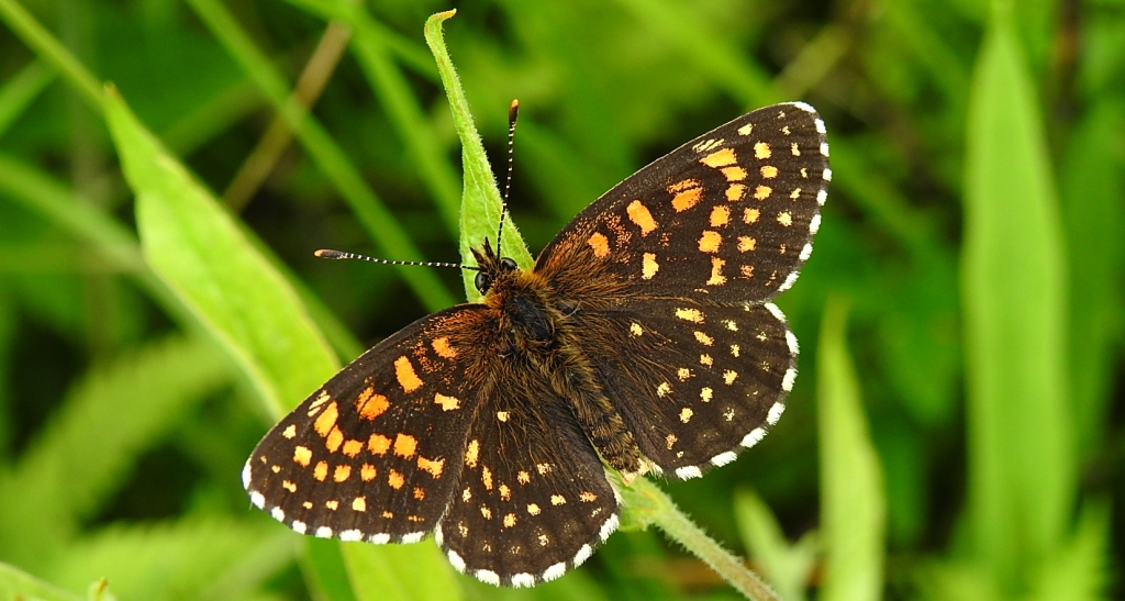 Przeplatka diamina (Melitaea diamina)