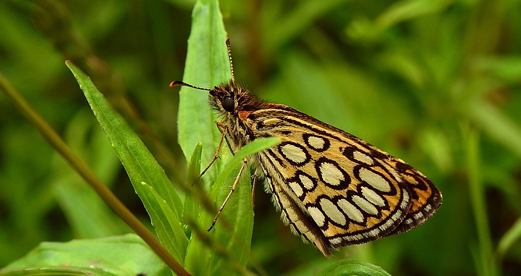 Rojnik morfeusz (Heteropterus morpheus)