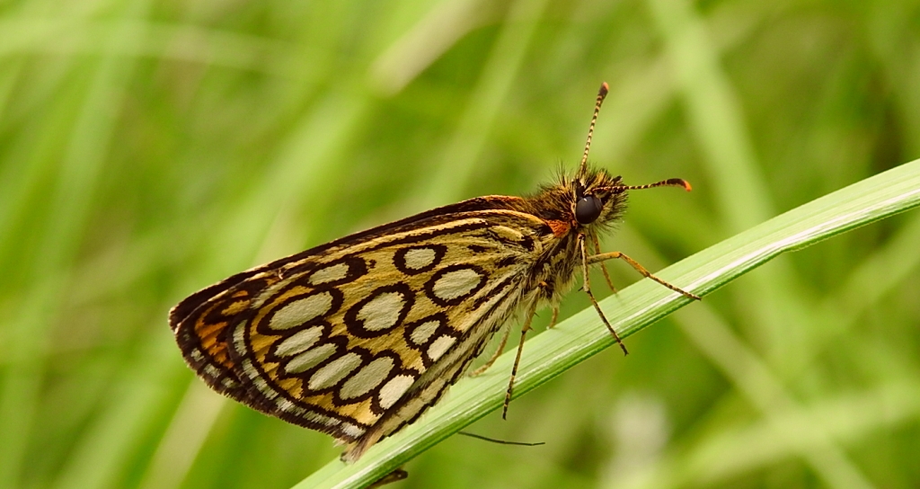 Rojnik morfeusz (Heteropterus morpheus)
