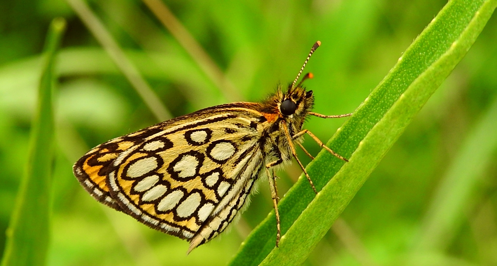 Rojnik morfeusz (Heteropterus morpheus)