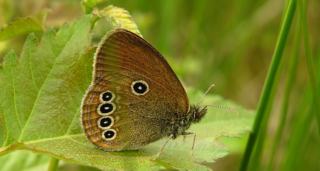 Strzępotek edypus (Coenonympha oedippus)