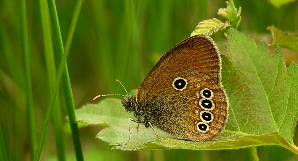 Strzępotek edypus (Coenonympha oedippus)