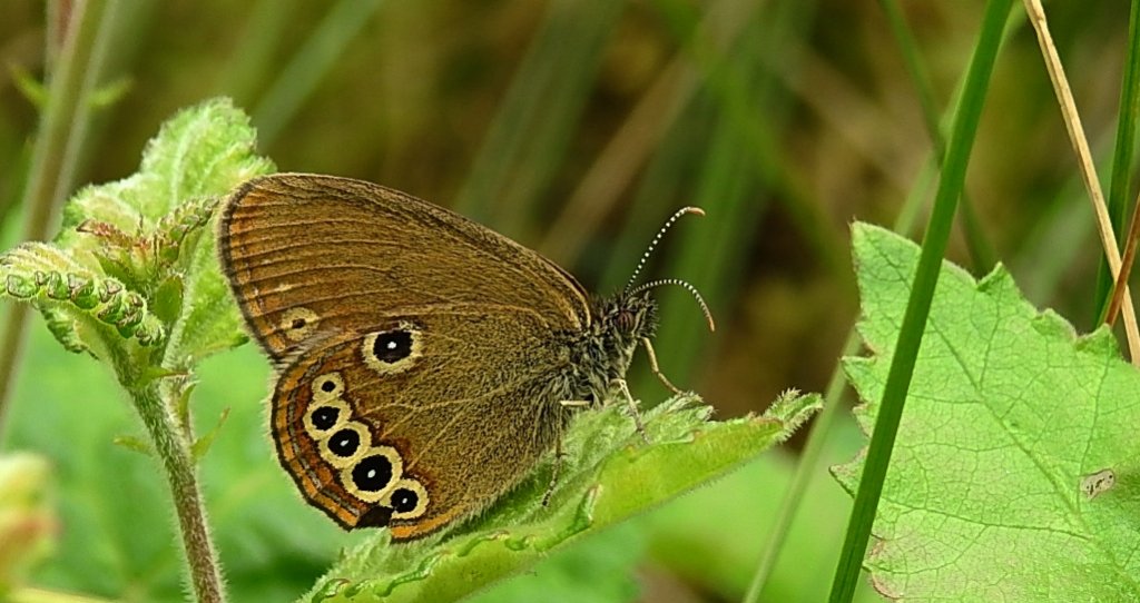 Strzępotek edypus (Coenonympha oedippus)