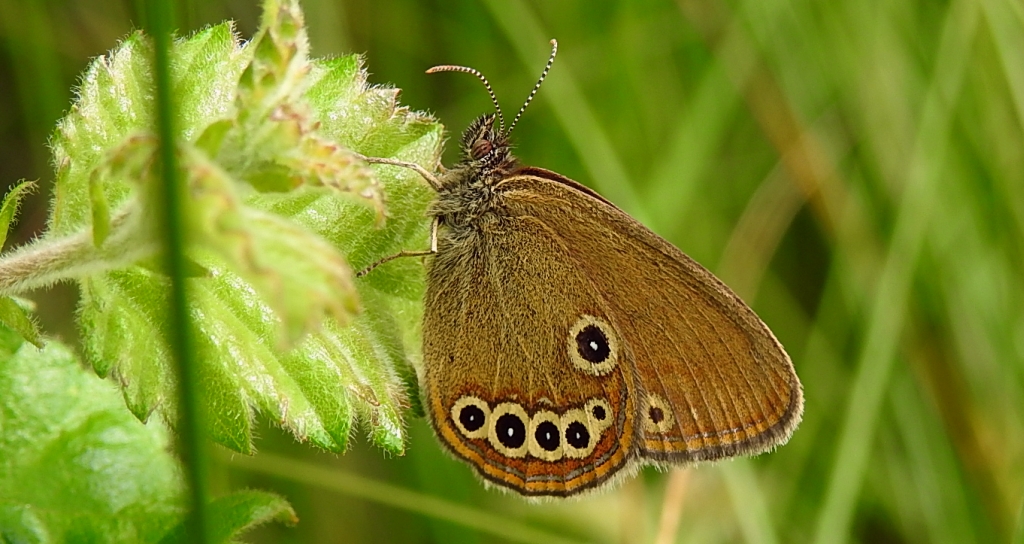 Strzępotek edypus (Coenonympha oedippus)