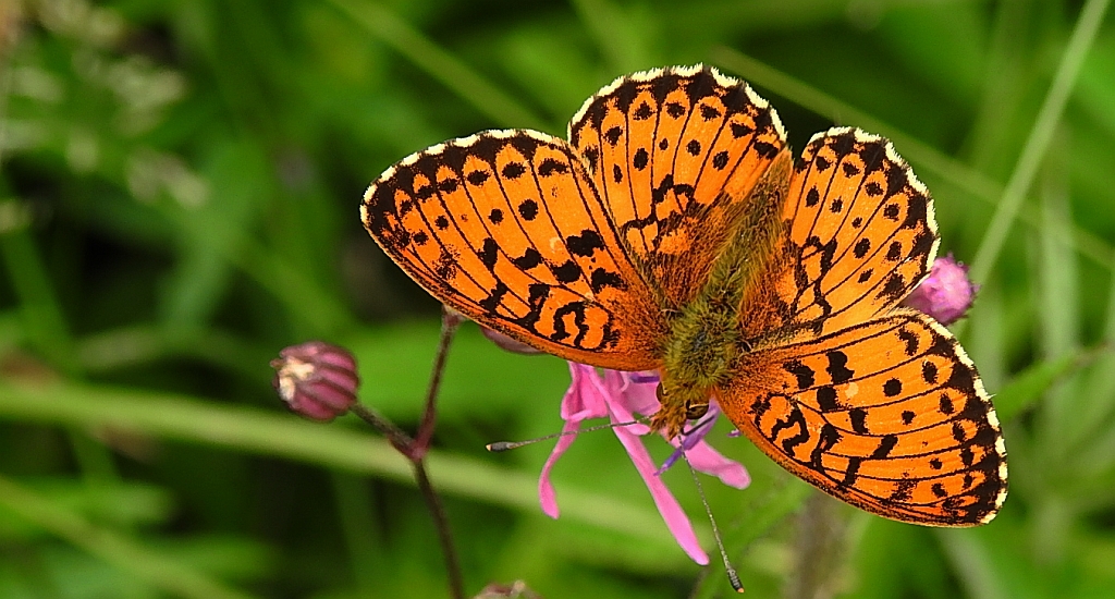 Dostojka ino (Brenthis ino)