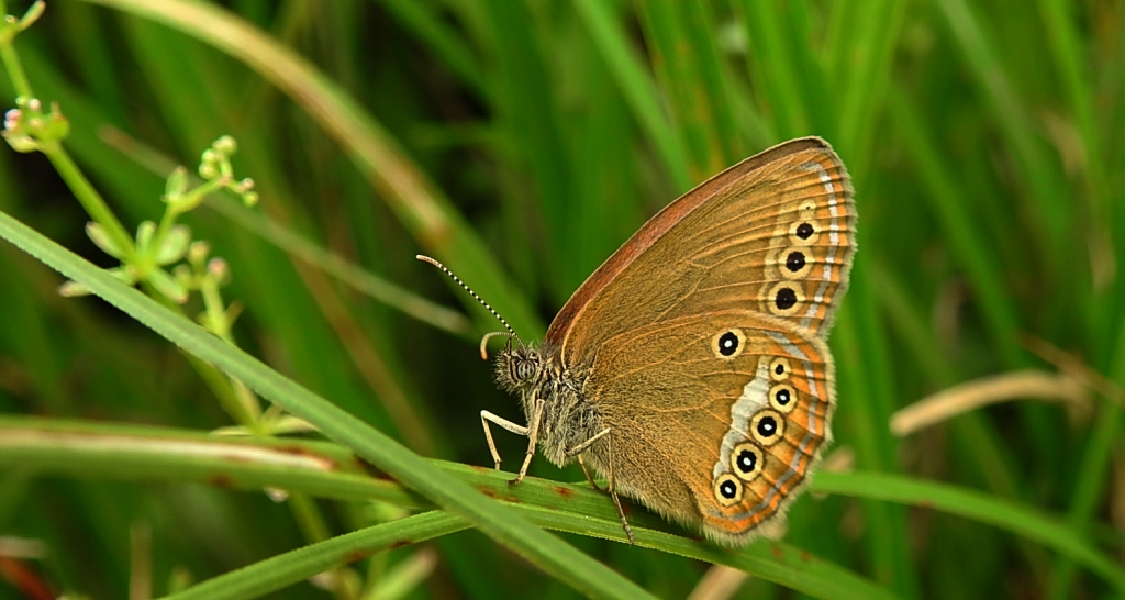 Strzępotek edypus (Coenonympha oedippus)