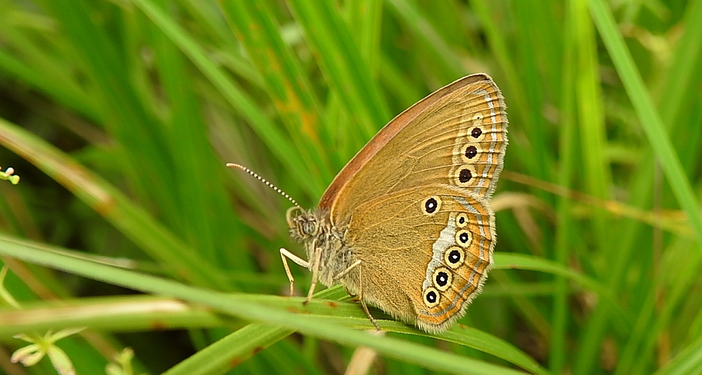Strzępotek edypus (Coenonympha oedippus)