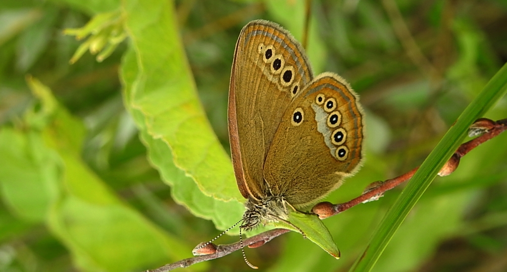 Strzępotek edypus (Coenonympha oedippus)
