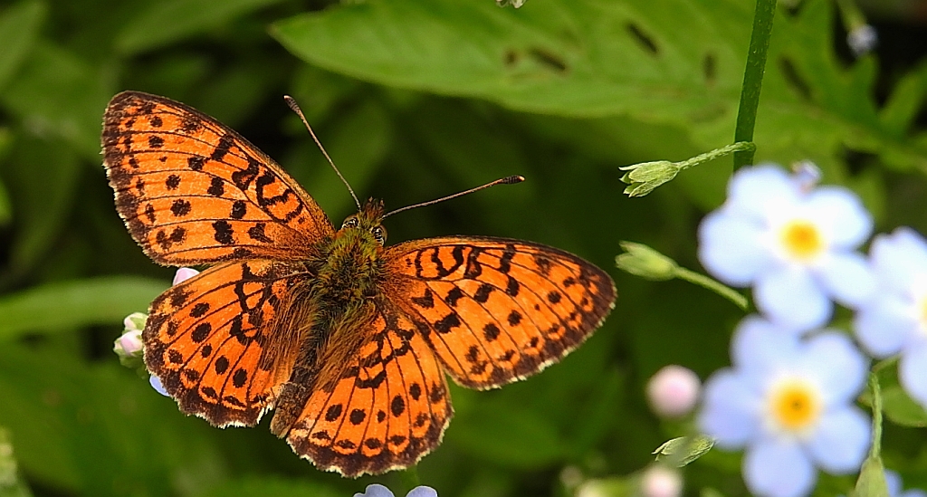 Dostojka ino (Brenthis ino)