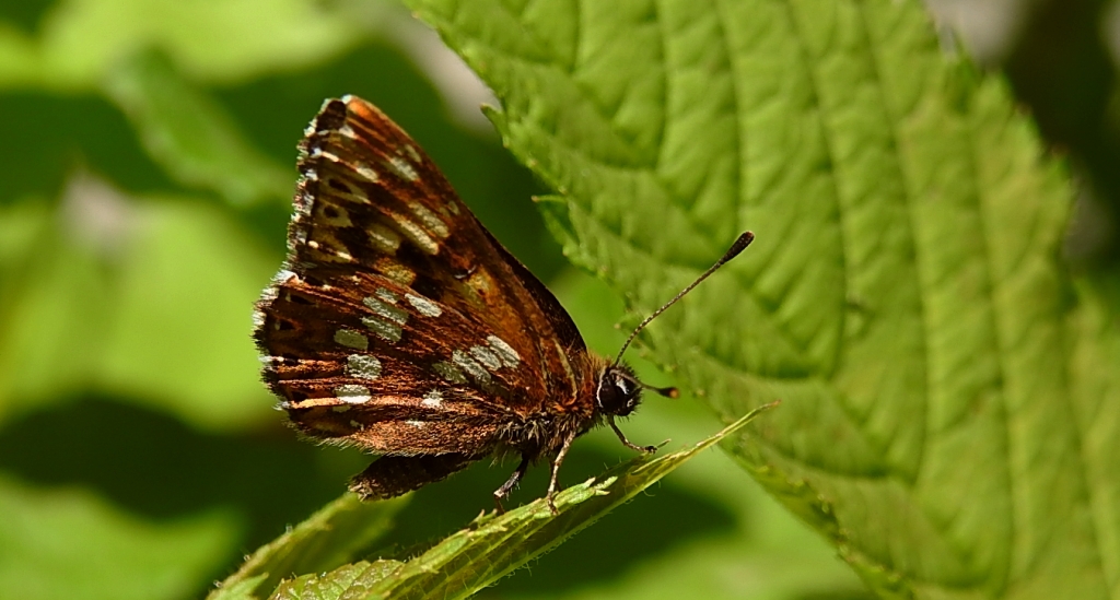 Wielena plamowstęg (Hemaris lucina)