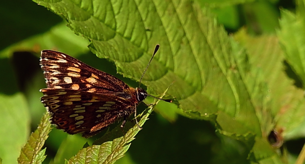 Wielena plamowstęg (Hemaris lucina)