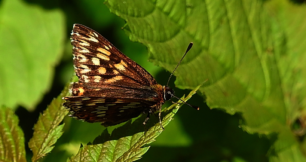 Wielena plamowstęg (Hemaris lucina)