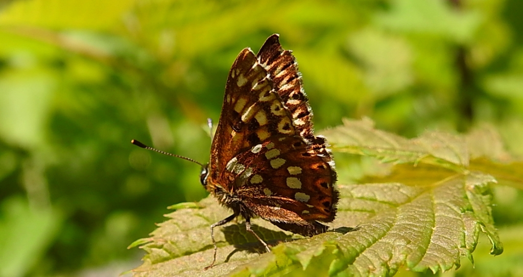 Wielena plamowstęg (Hemaris lucina)