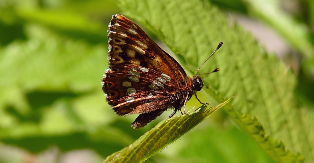 Wielena plamowstęg (Hemaris lucina)