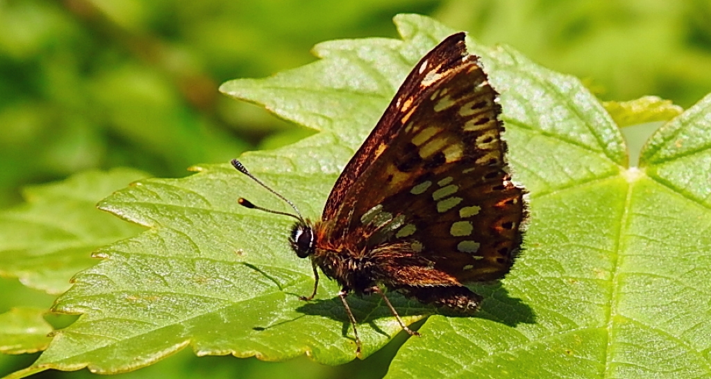 Wielena plamowstęg (Hemaris lucina)