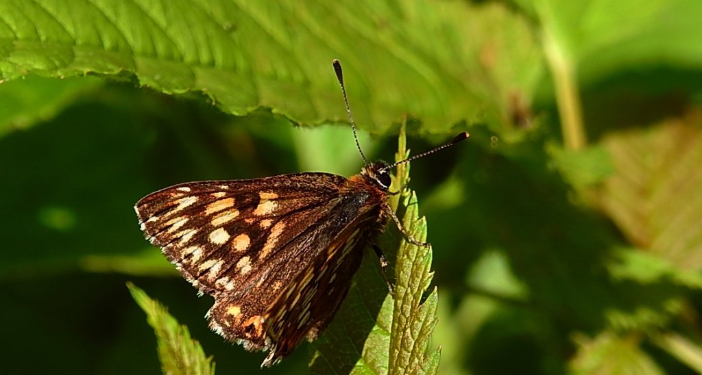 Wielena plamowstęg (Hemaris lucina)